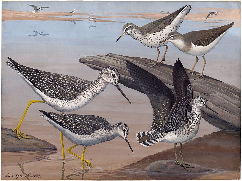 Spotted Sandpiper