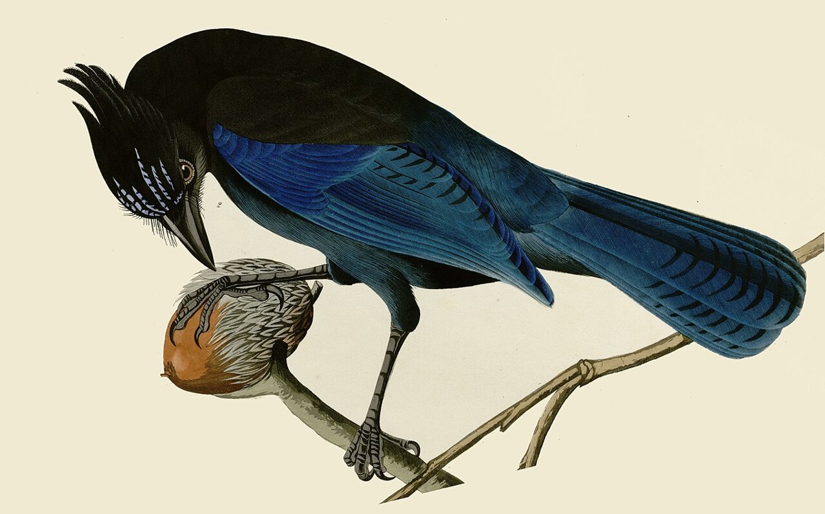Steller's Jay