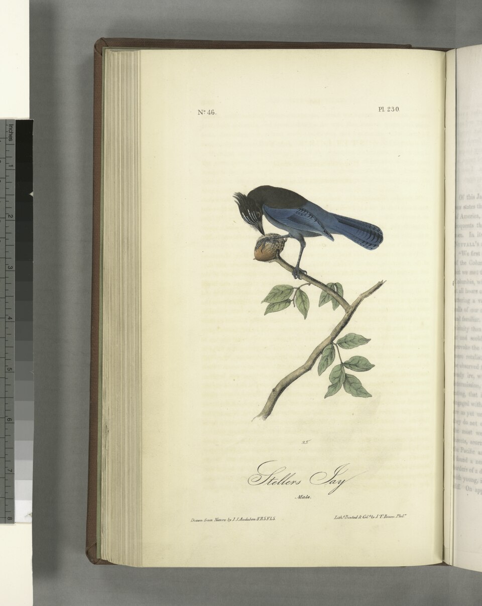 Steller's Jay