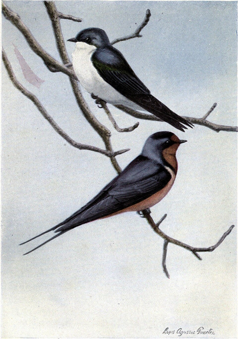 Tree Swallow