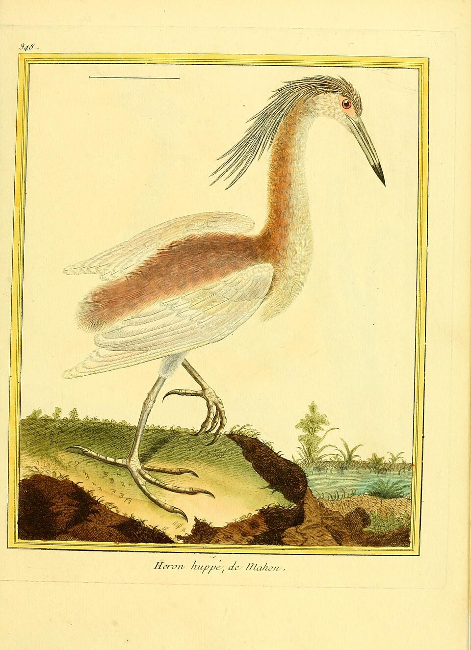 Western Cattle-Egret