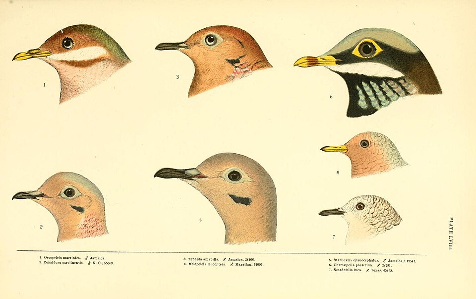 White-winged Dove