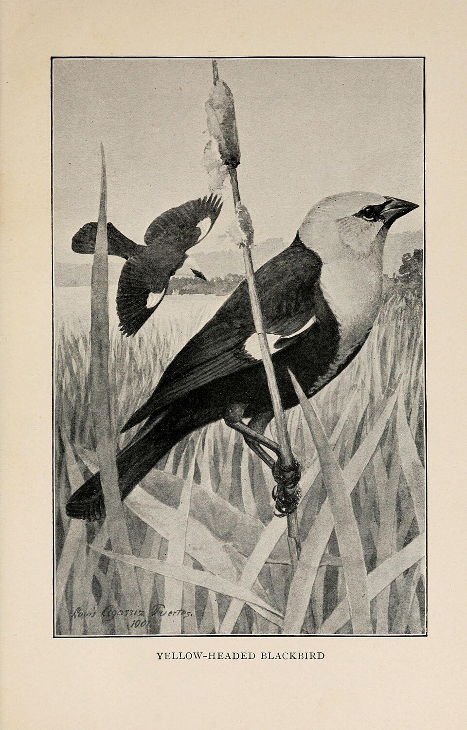 Yellow-headed Blackbird